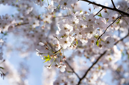 Beautiful-blooming-tree