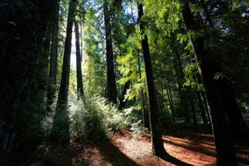 Beautiful-woods