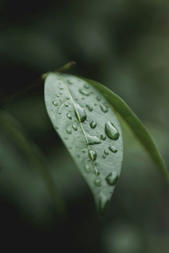Water-drops-on-leaf