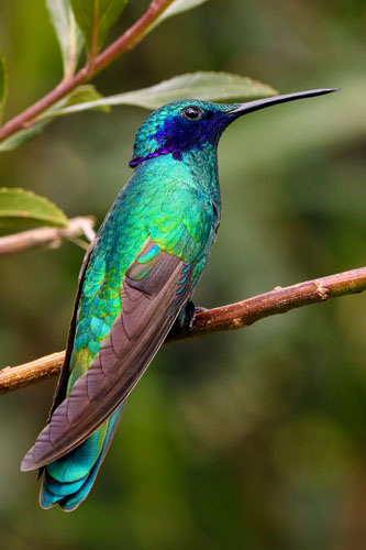 Beautiful-bird